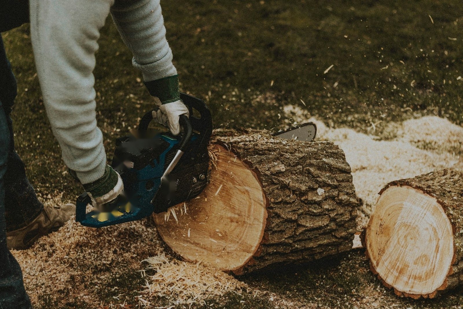 A chainsaw cutting through a felled trunk, sawdust spraying