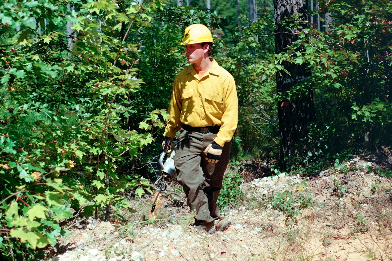 A worker in a hard hat, seen from behind, looking up into a tall hardwood on a front lawn
