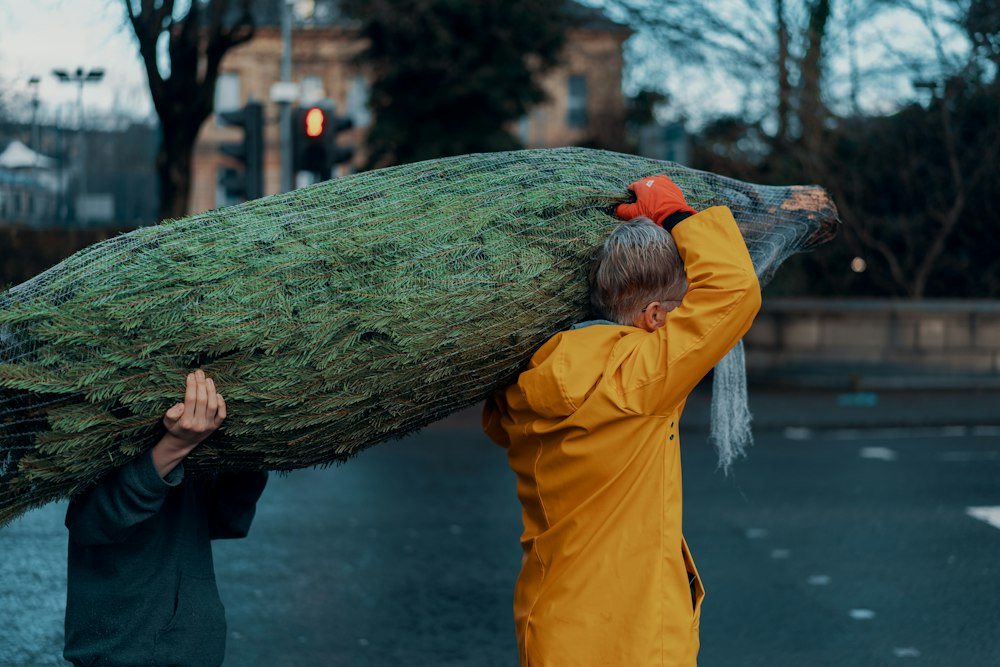 Workers dragging cut limbs across a front lawn toward a trailer at the curb