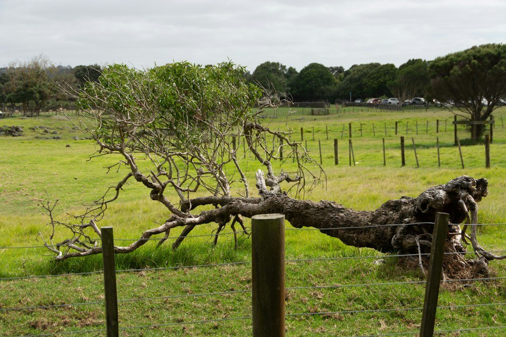 A fallen tree trunk lying across a lawn at the edge of the woods after a storm
