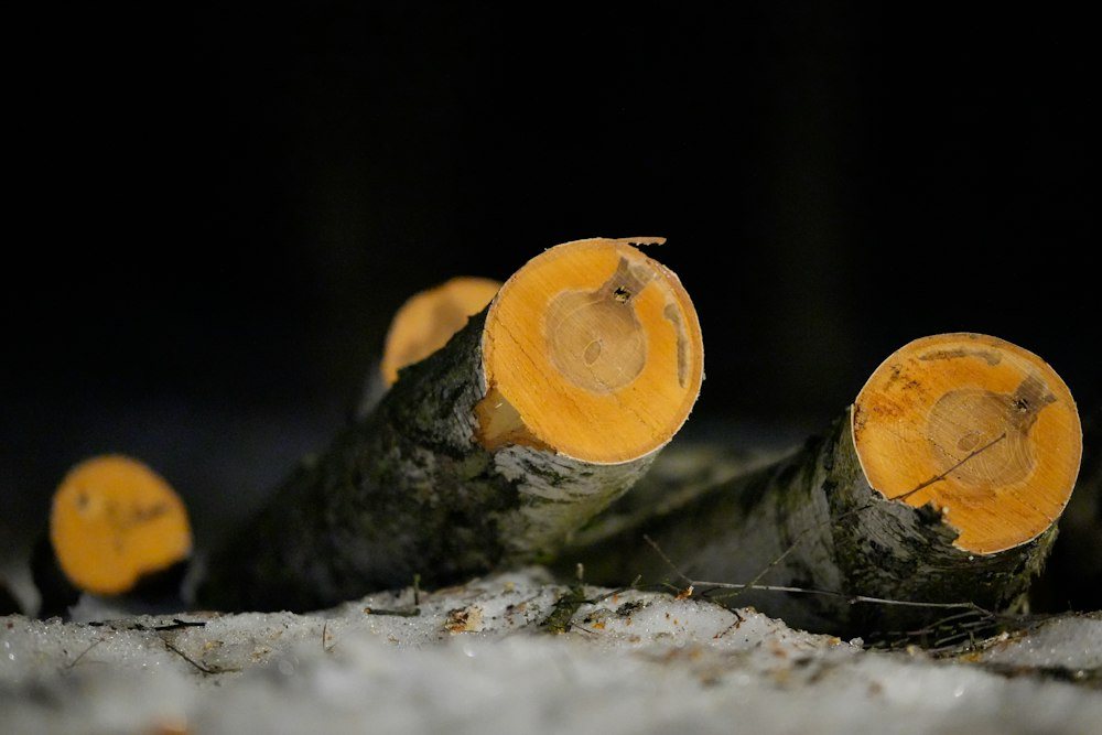 A cut, ringed cross-section of a tree trunk after a completed removal