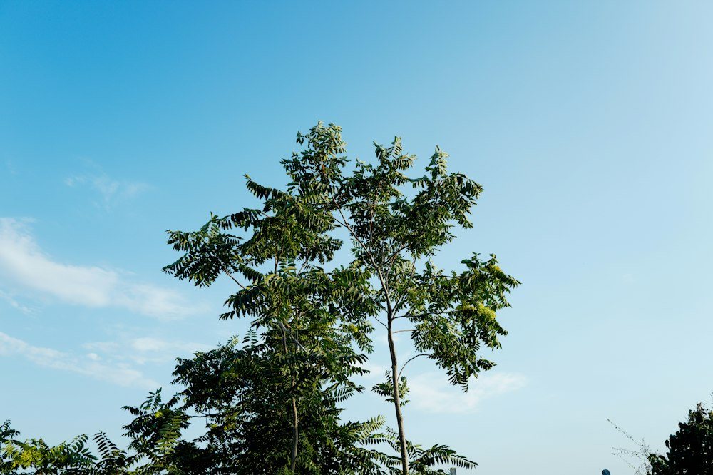 The spreading canopy of a mature hardwood viewed from below after pruning