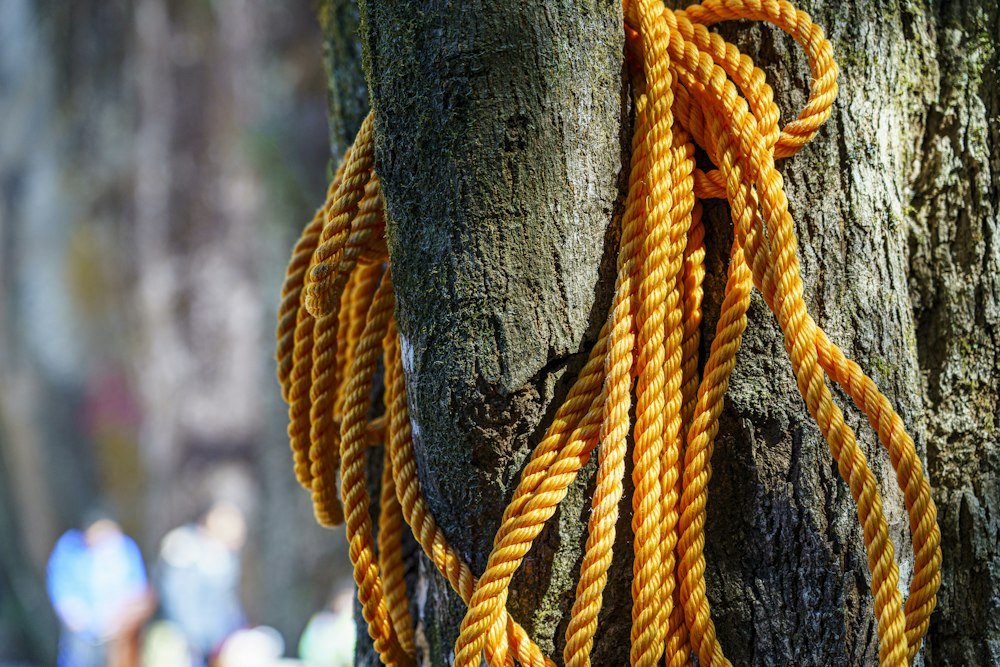 A roped-in climber sectioning a bare hardwood trunk against the sky, a cut piece swinging away on a rigging line