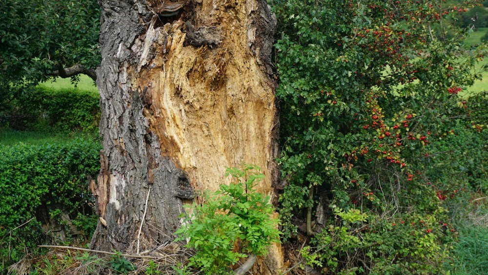 Storm-snapped tree trunks with their broken tops hanging against the sky