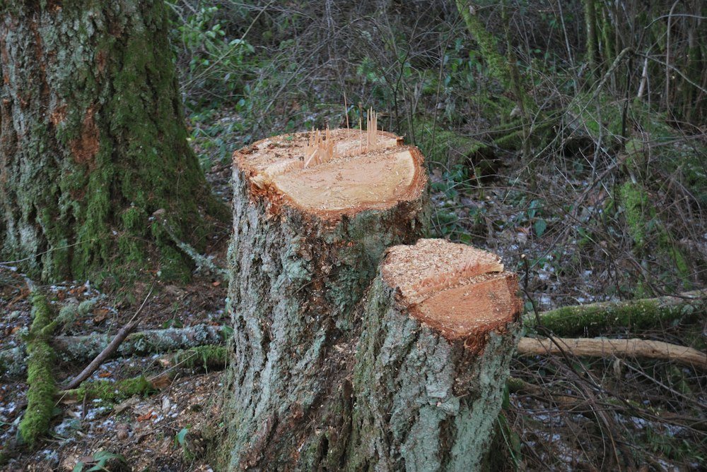 A stump grinder wheel cutting into a stump in a lawn, wood chips flying
