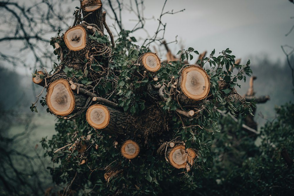 A climber cutting the top off a trunk, sawdust spraying from the saw
