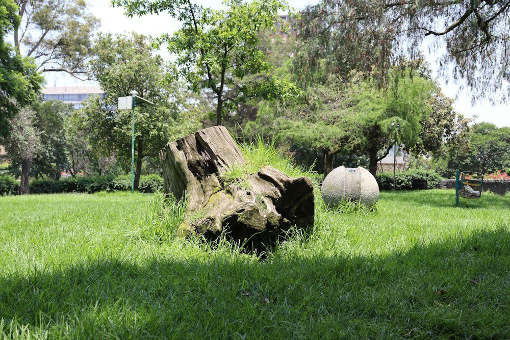 A wide cut stump left in a mowed lawn, before grinding