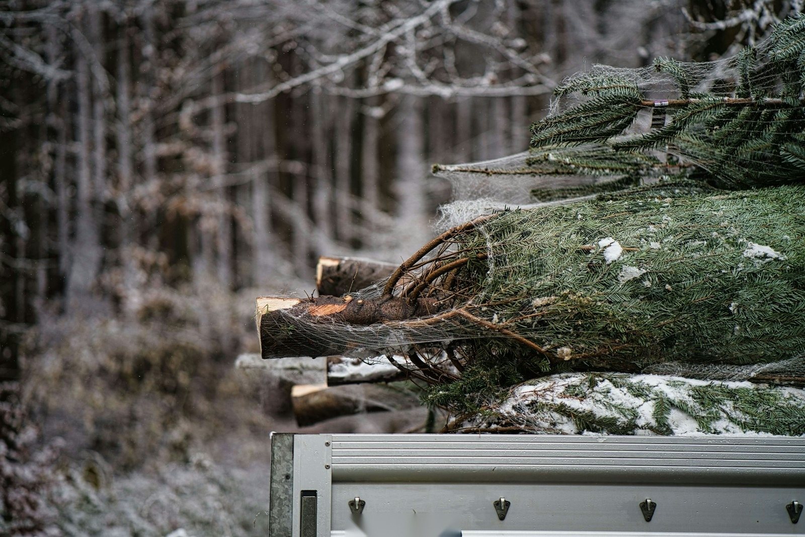Limbs being fed into a wood chipper at the curb